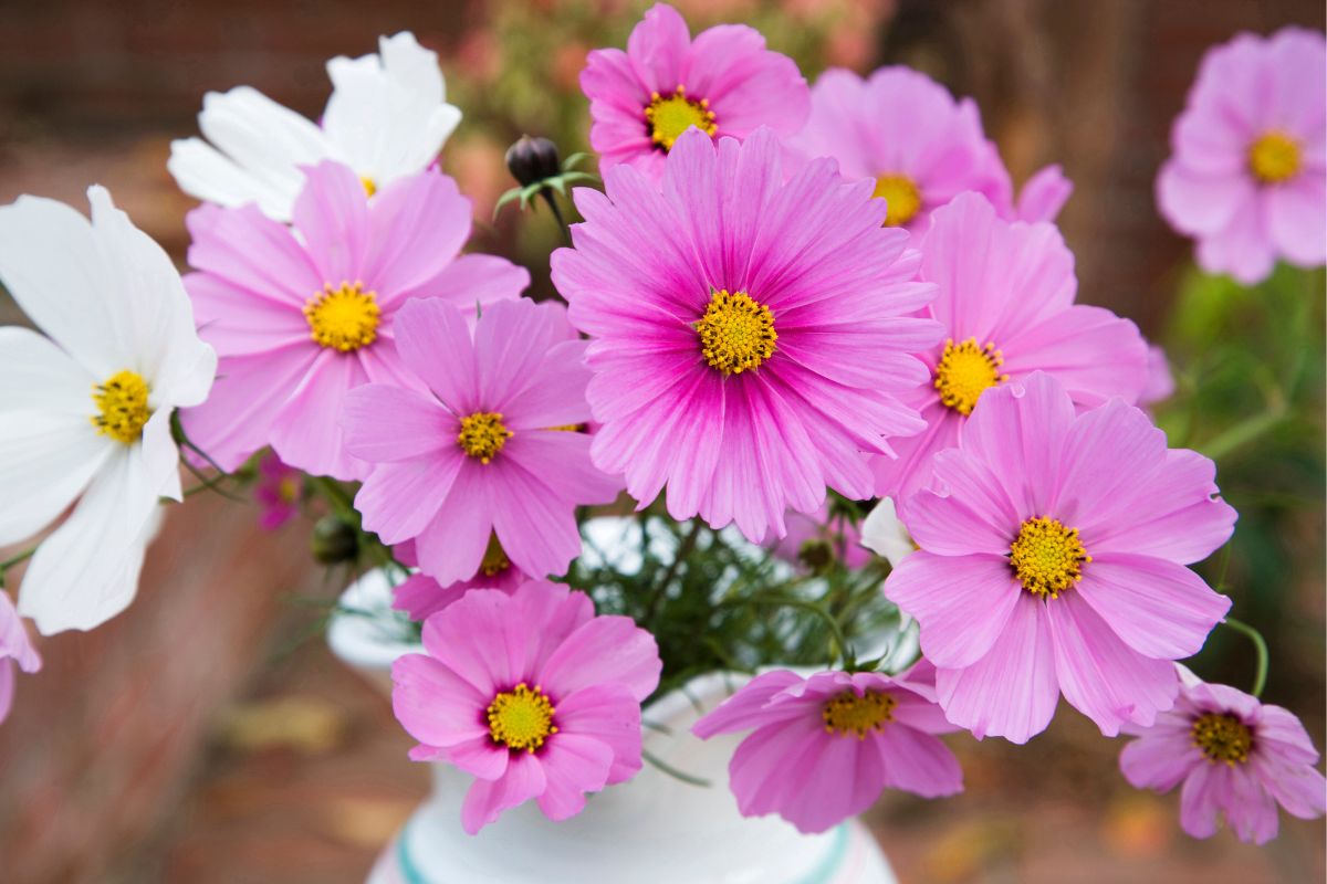 Add a Touch of Whimsy to Your Vase A Guide to Growing Cosmos for Cut